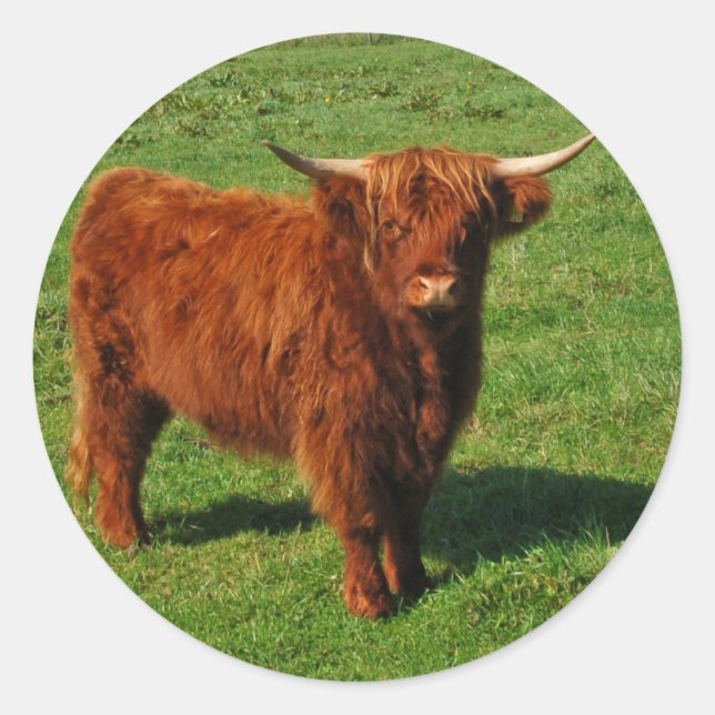 Scottish Highland Cattle Stickers (Vorderseite)
