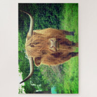 Scottish Highland Cow