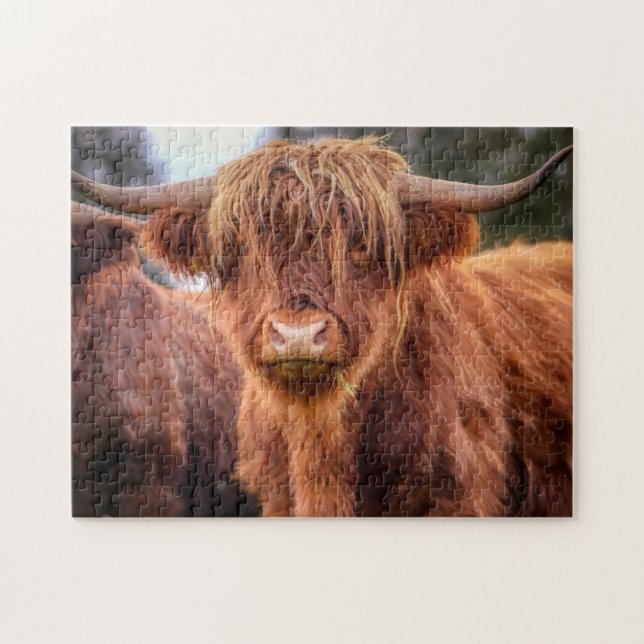 Scottish Highland Cow (Horizontal)