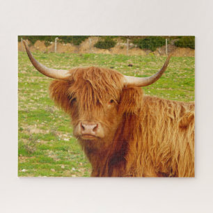Scottish Highland Cow
