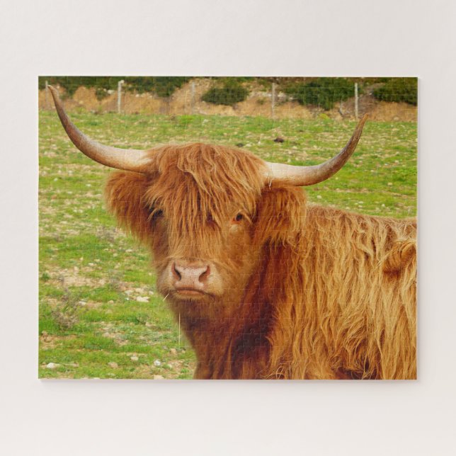 Scottish Highland Cow (Horizontal)