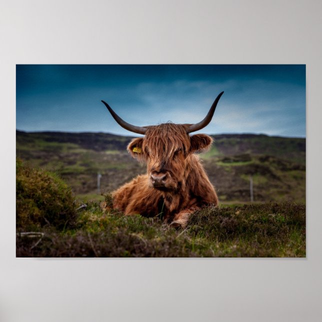 Scottish Highland Cow in Pasture Poster Print (Vorne)
