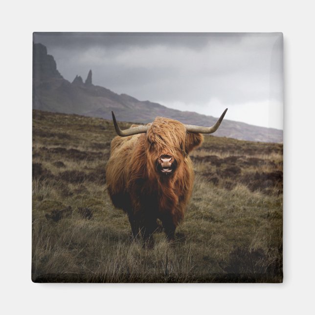 Scottish Highland Cow Kühlschrankmagnet (Vorne)