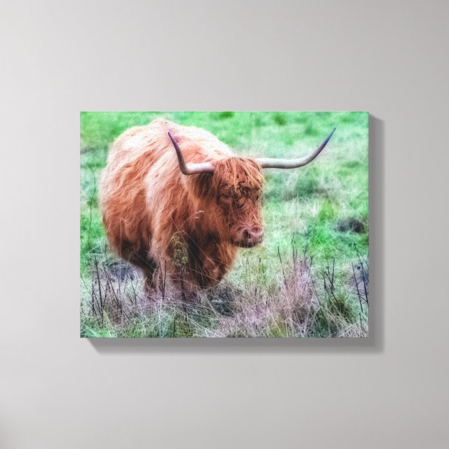 Scottish Highland Cow Leinwand (Vorderseite)