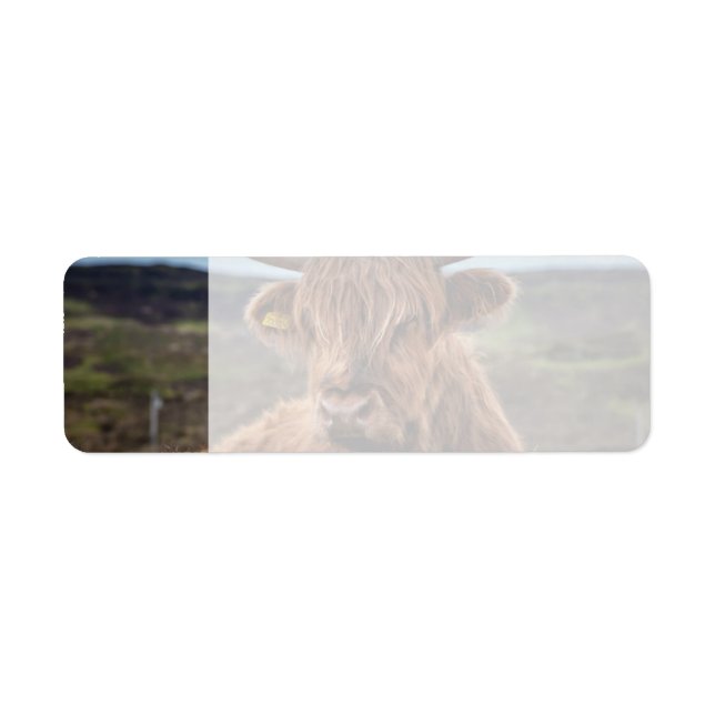 Scottish Highland Cow Longhorn Bull Rancher (Vorne)
