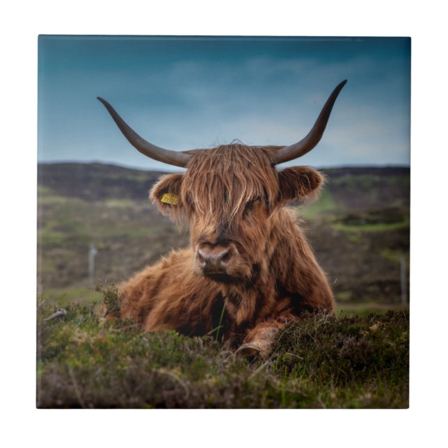 Scottish Highland Cow Longhorn Bull Rancher Fliese (Vorderseite)