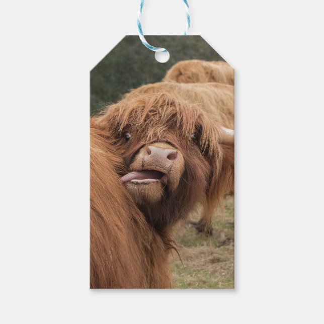 Scottish Highland cow photograph  Geschenkanhänger (Vorderseite)
