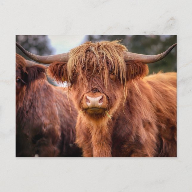 Scottish Highland Cow Postkarte (Vorderseite)