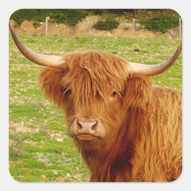 Scottish Highland Cow Quadratischer Aufkleber (Vorderseite)