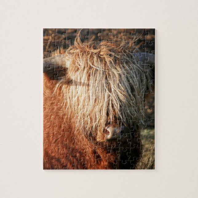 Scottish Highland Cow - Scotland (Vertikal)