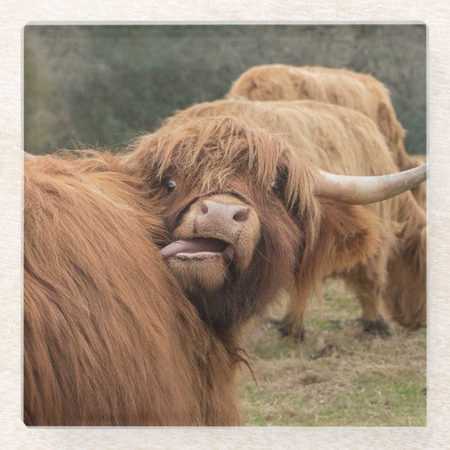 Scottish Highland Kuh Foto  Glasuntersetzer (Vorderseite)