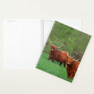 Scottish Highland Steer