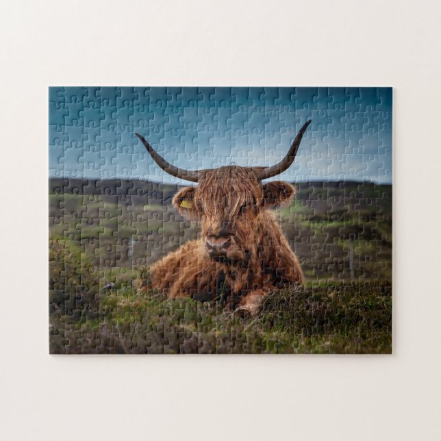 Scottish Oxen. (Horizontal)