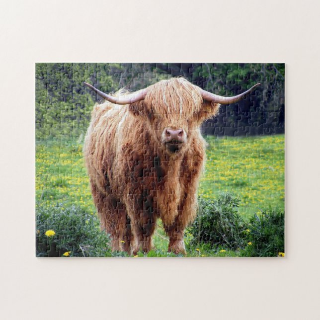 Scottish Oxen. (Horizontal)
