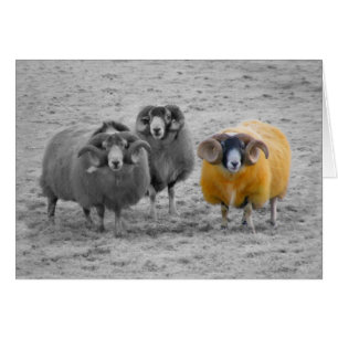 Scottish Rams