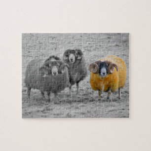 Scottish Rams