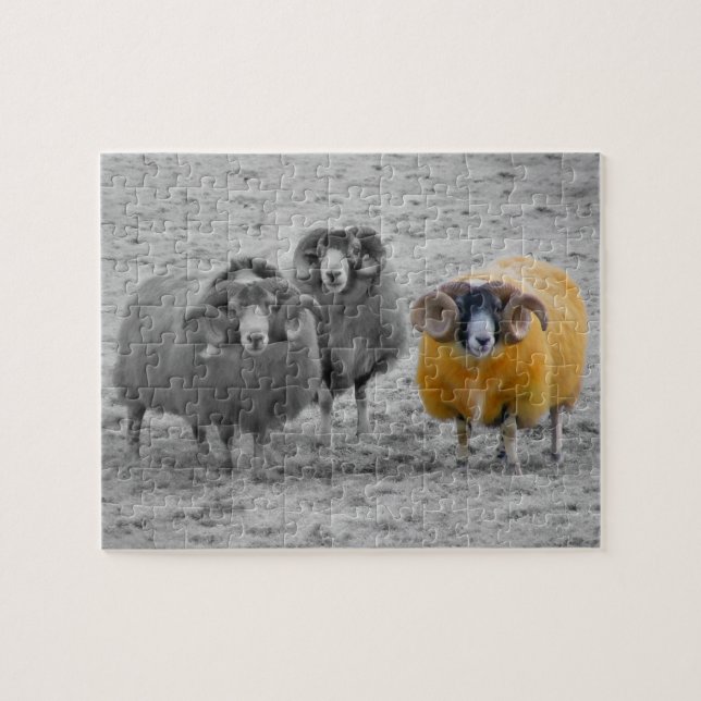 Scottish Rams (Horizontal)