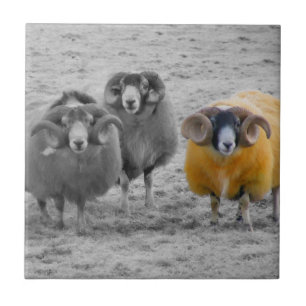 Scottish Rams Fliese