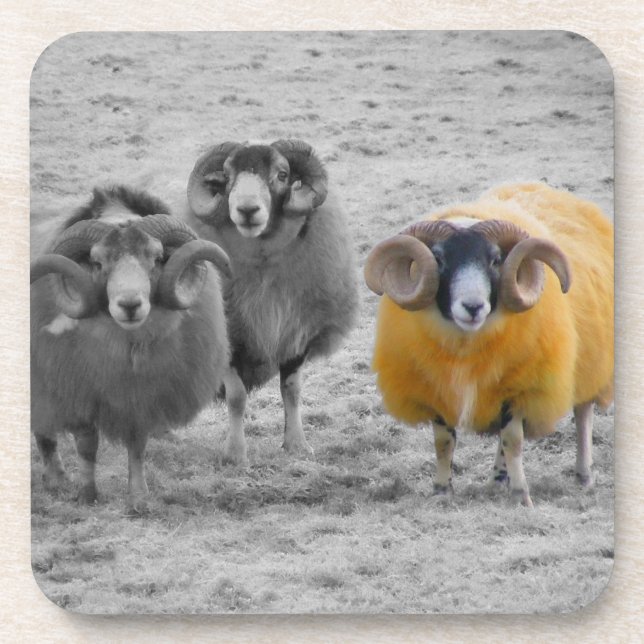 Scottish Rams Getränkeuntersetzer (Vorderseite)