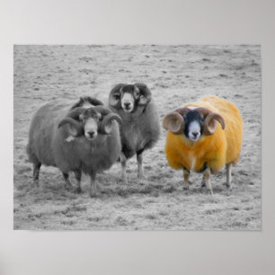 Scottish Rams Poster