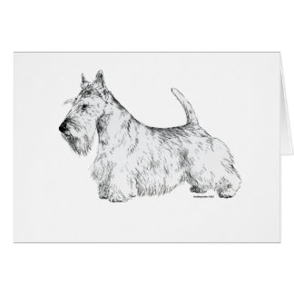 Scottish Terrier