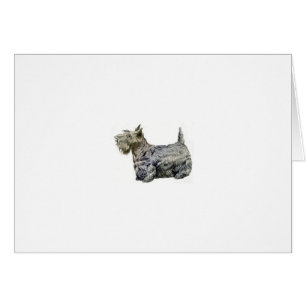Scottish Terrier