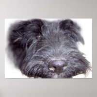 Scottish Terrier Black, Hundekopf nah