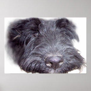Scottish Terrier Black, Hundekopf nah Poster