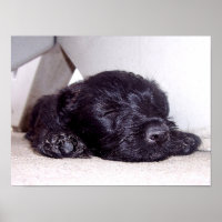 Scottish Terrier Black Welppy napping nah