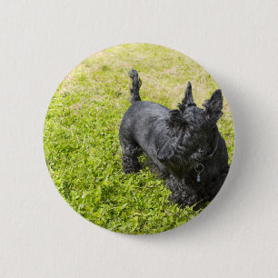 Scottish Terrier Button