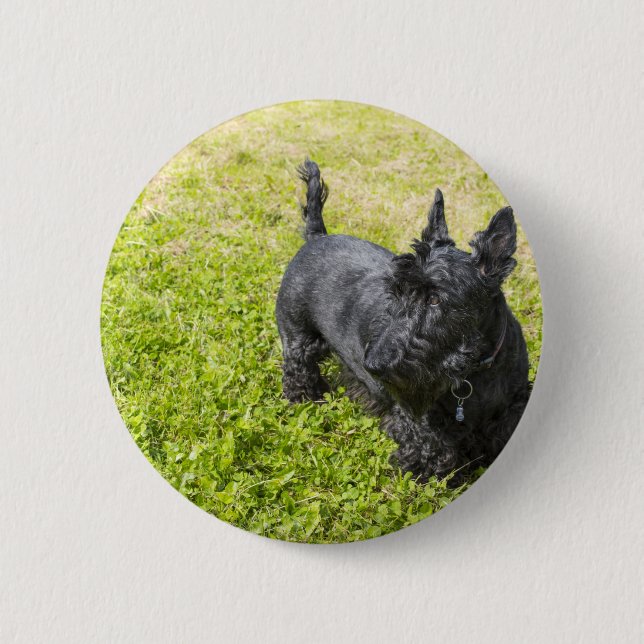 Scottish Terrier Button (Vorderseite)