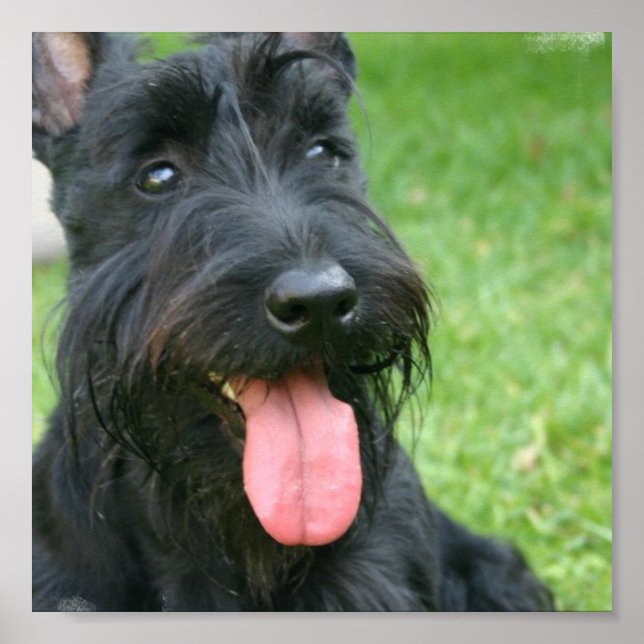 Scottish Terrier Canvas Print Poster (Vorne)