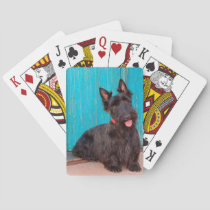 Scottish Terrier, das durch bunten Eingang sitzt Spielkarten
