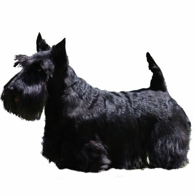 Scottish Terrier Fotoskulptur Ornament (Vorne)