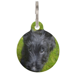 Scottish Terrier. Haustiermarke