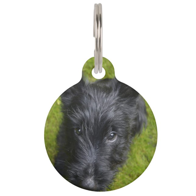 Scottish Terrier. Haustiermarke (Vorderseite)