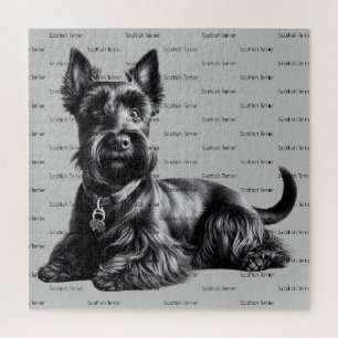 Scottish Terrier in