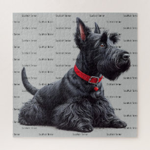 Scottish Terrier in