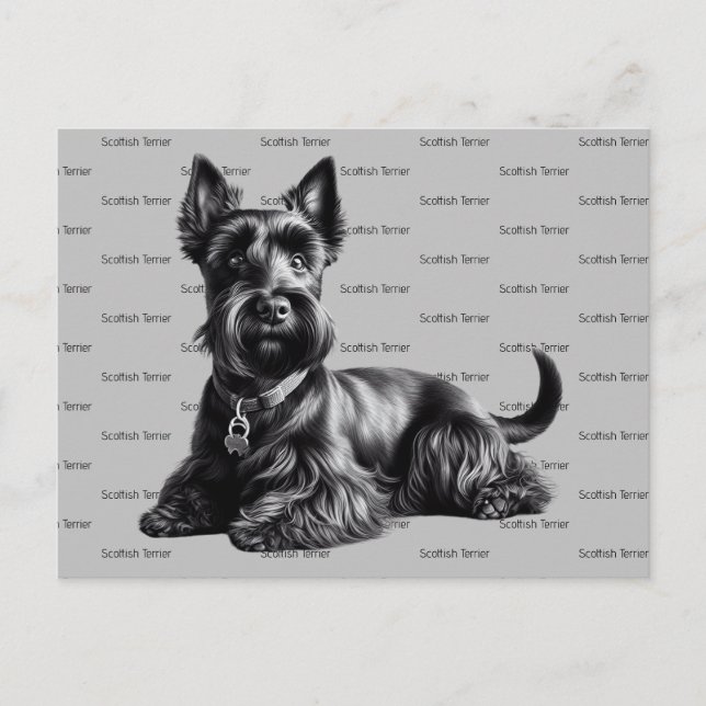 Scottish Terrier in Postkarte (Vorderseite)