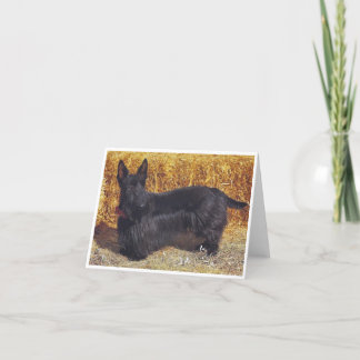 Scottish Terrier, Karte