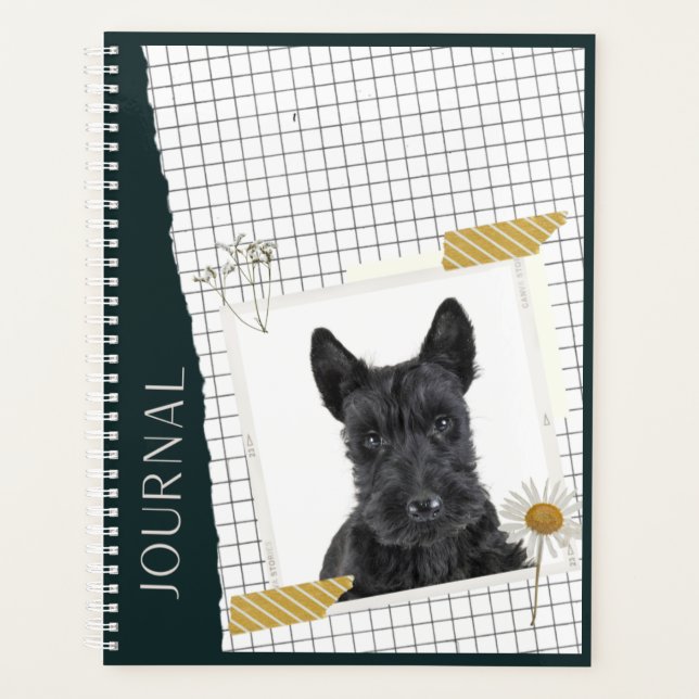 Scottish Terrier  Planer (Vorderseite)