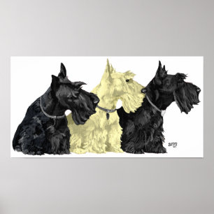 Scottish Terrier Poster
