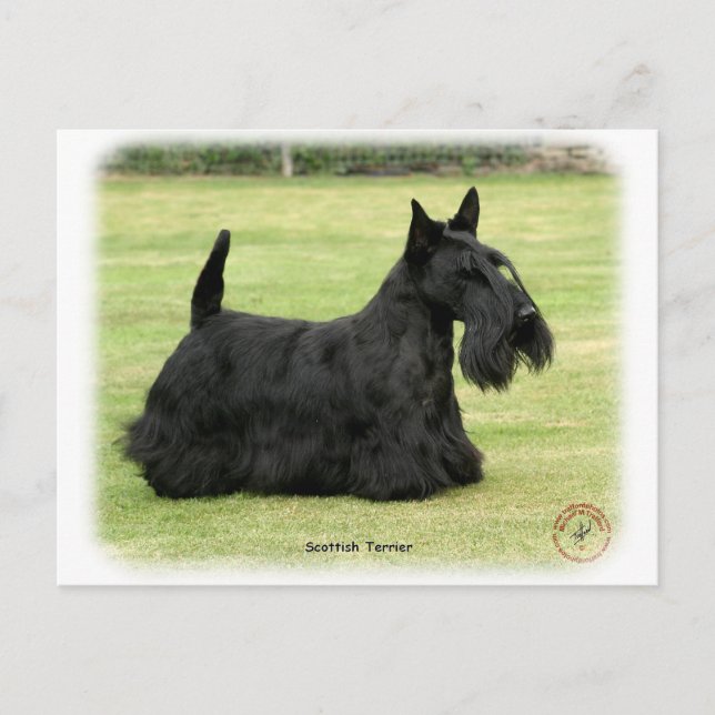 Scottish Terrier Postkarte (Vorderseite)
