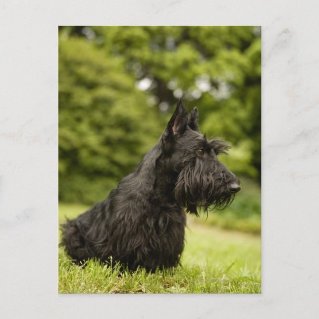 Scottish Terrier Postkarte (Vorderseite)