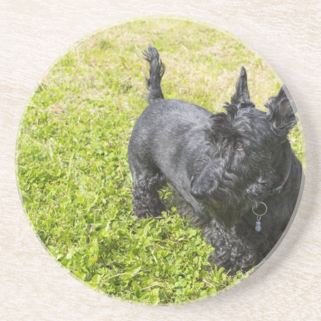 Scottish Terrier Sandstein Untersetzer (Vorne)