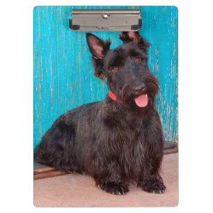 Scottish Terrier sitzt vor einer farbenfrohen Tür Klemmbrett