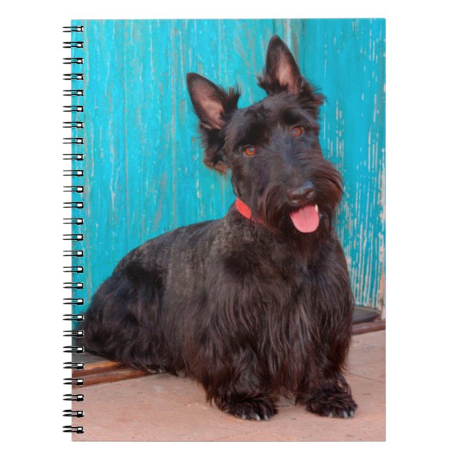 Scottish Terrier sitzt vor einer farbenfrohen Tür Notizblock (Vorderseite)