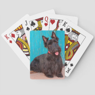 Scottish Terrier sitzt vor einer farbenfrohen Tür Spielkarten