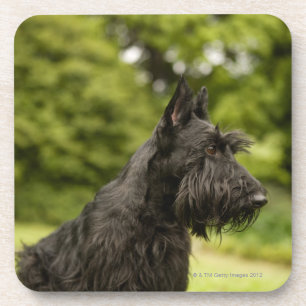 Scottish Terrier Untersetzer