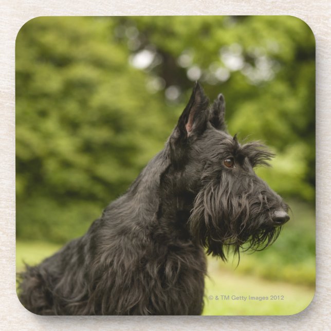 Scottish Terrier Untersetzer (Vorderseite)